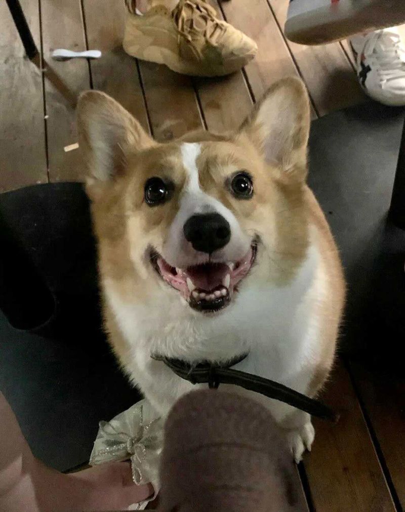 Dead corgi best sale