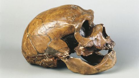 The skull of a Neanderthal man known as the "Old Man of La Chapelle." Unearthed in 1908, it was the first relatively complete Neanderthal skeleton to be found.