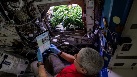 NASA astronaut Mark Vande Hei prepares chile peppers, which were grown aboard the International Space Station.