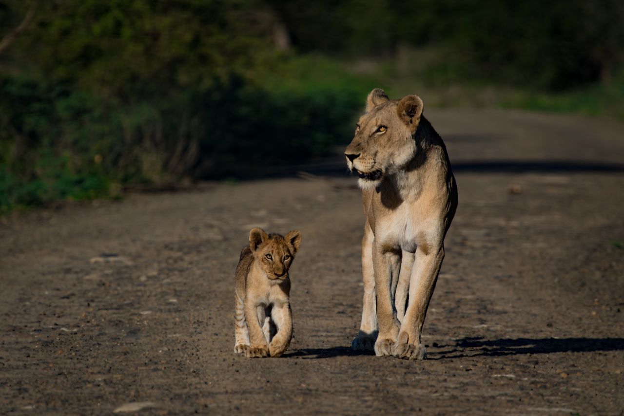 A lion and her cub walk along a path in Kruger.<strong> </strong>"One of the most beautiful things about my work and my job is the fact that it's not just about taking people out to see the animals and photographing them, but it's also about forming these ever-lasting memories," Nombekana says. "Throughout my time as a safari guide I've really met some incredible people where we've shared some really amazing moments together."