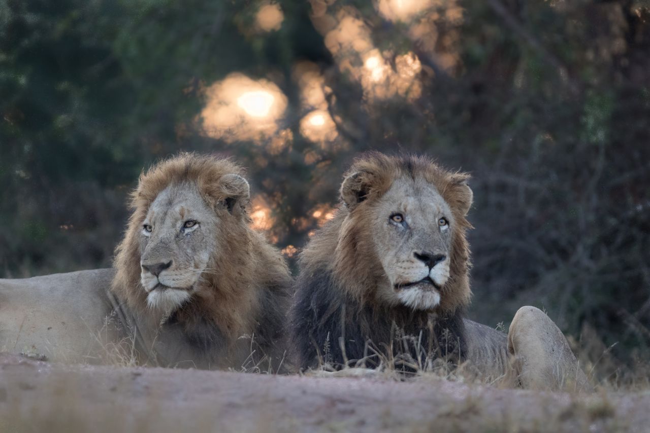 He believes these images have a bigger role to play and hopes that through his work as a safari guide and wildlife photographer, people will see a bigger picture. "I believe in today's world it's very important to bring out the beauty," he says.