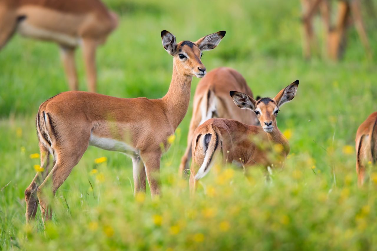 The photographer says what makes Kruger so special is its diversity, including these impalas. "It's one of the most diverse parks that we've got in the world and it's for everybody," he says. "It's for birders, it's for people who love big cats, it's for people who love general stuff, amazing landscape -- every area of the Kruger is different."