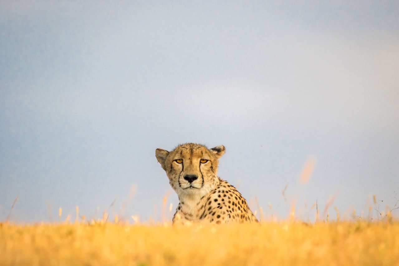 He says there are a lot of misconceptions about wildlife photography; people see the beautiful photos and think it might be easy, but capturing an image like this cheetah takes time. "To be able to get such content, it takes a lot of patience," he adds. "A lot of the time, you get in the bush because nothing is rehearsed there -- you have to look for the animals, and sometimes you actually don't find them. And sometimes when you do find them the odds are against you."
