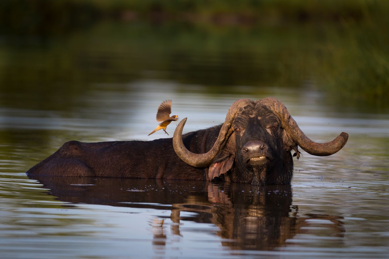 Although Nombekana has a passion for photographing big cats, this image of a water buffalo is one of his all-time favorites. "I was up in the north of Kruger, and I went to drive my favorite road in the park to look for the cats, the leopards," he says. "I came around the corner, and it was just amazing: a lone buffalo bull in the afternoon summer light, and the sun was coming down. He was just submerged in the water, just cooling down."  