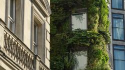 LONDON, ENGLAND - JULY 16: Plants grow on the living wall at The Athenaeum hotel on July 16, 2019 in London, England. On July 22, London will officially become the world's first national park city, following a six year campaign started by former geography teacher Daniel Raven-Ellison. The aim of the declaration is to ensure that everyone has access to nature, can breathe cleaner air, live in affordable green homes and swim in safe rivers. The group behind the project will publish a "Universal Charter for National Park Cities", in the hope that other major cities around the world follow London's example. (Photo by Leon Neal/Getty Images)