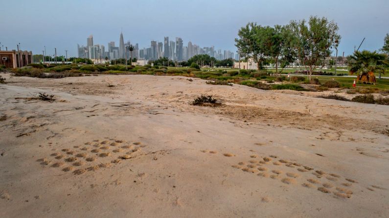 <strong>Multiple locations: </strong>Some carving patterns can be found at other locations in Qatar, including these in the heart of Doha, at Al Bidda Par, overlooking the Corniche.