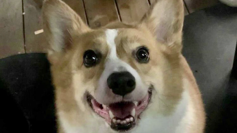 The corgi was killed in its home by Covid prevention workers while its owner was under quarantine at a nearby hotel.