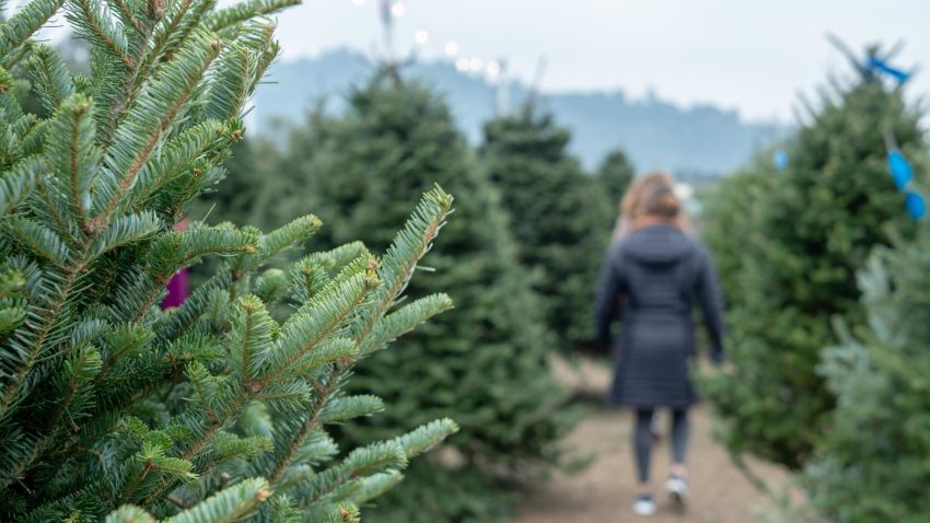 Patrons walk and browse a holiday Christmas tree market with a focus on tree branches from douglas fir tree