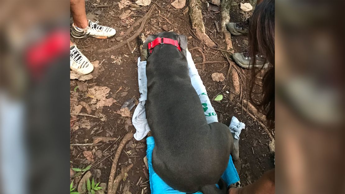 David said it took a couple tries to get Smokey to stay on the stretcher.