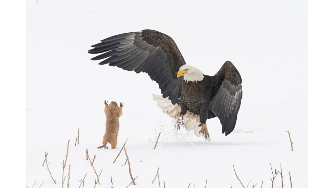 The Creatures on the Land award went to Arthur Trevino for his photograph of a brave little prairie dog apparently scaring a bald eagle.