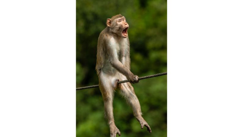 Ken Jensen was the overall winner with this image of a golden silk monkey looking rather uncomfortable, taken on a bridge in Yunnan, China.