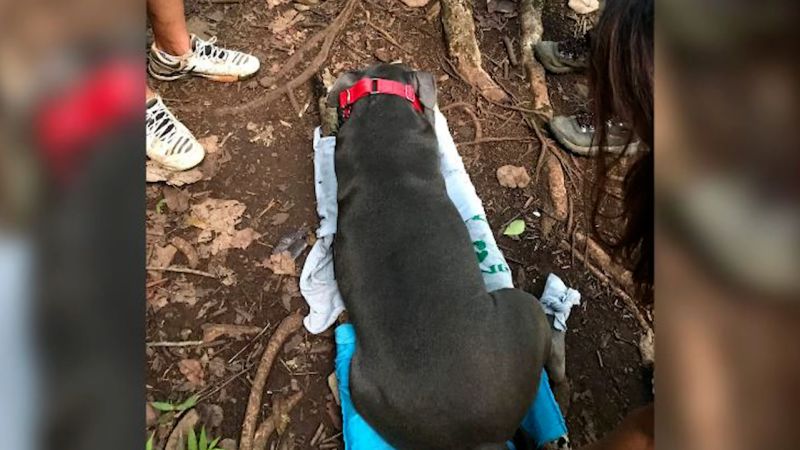 Boy scout gets creative to help injured dog