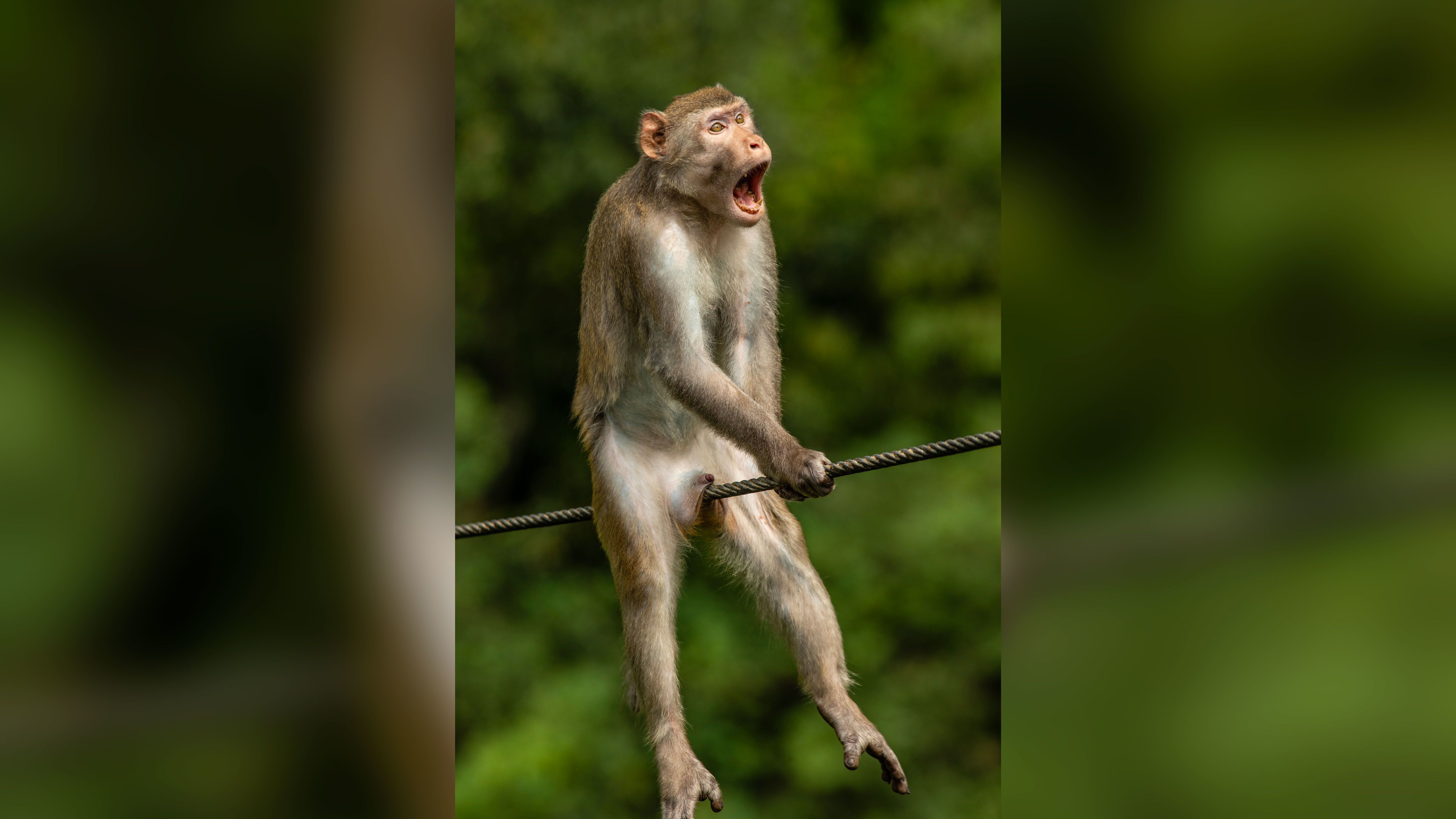 JPEG  Nature, Animals, & Random Fun Facts on Instagram: In 1988, Sony won  the award for best commercial when they featured a meditating monkey named  Choromatsu listening to music using a