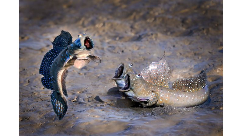 Chu Han Lin took this photo of mudskippers in Taiwan.