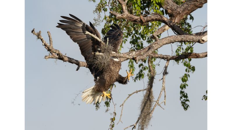 Photographer David Eppley captured the moment a bald eagle missed its nest.