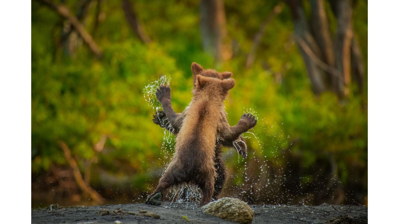 Andy Parkinson took this photo of two brown bear cubs play fighting in the Kamchatka Peninsula, Russia.