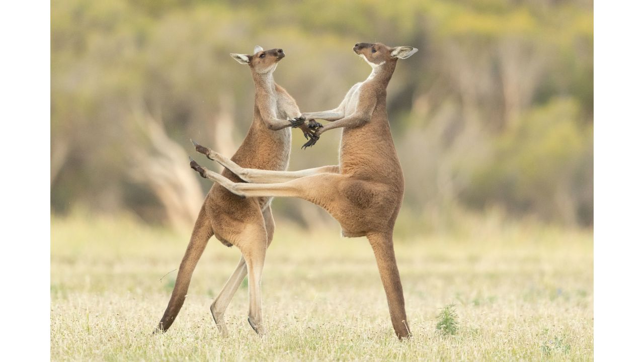 Getting in the swing -- two western grey kangaroos fight in Perth, Western Australia, photographed by Lea Scaddan.