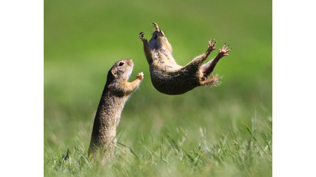 Roland Kranitz submitted this photo of gophers messing around in Hungary.