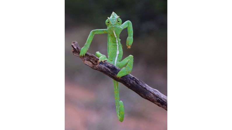 Gurumoorthy K photographed this tough-looking Indian chameleon in the Western Ghats mountain range, India.