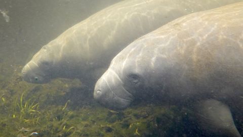 Florida manatees (two of which are seen here in the Homosassa River last month) hit a grim milestone this week -- more than 1,000 of them have died throughout 2021. 