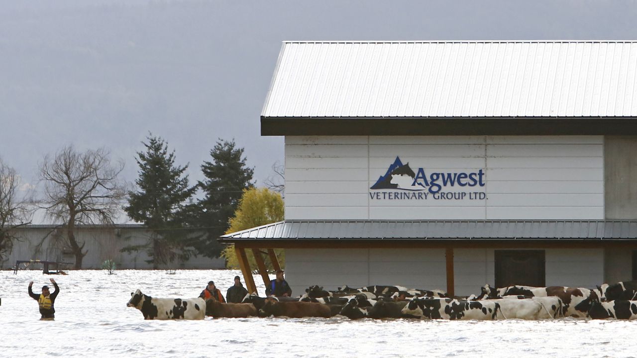 Stranded cattle are seen during a community rescue operation after rainstorms caused flooding and landslides, in Abbotsford, British Columbia, Canada November 16, 2021.
