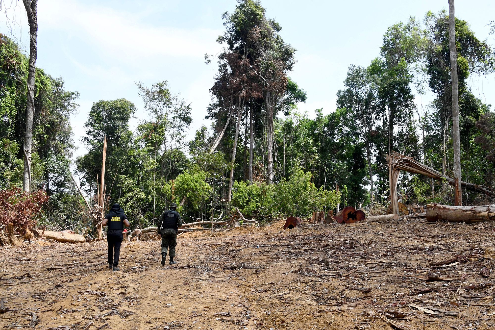 Deforestation in the  increased by 33% in first 10 months of 2021,  analysis shows