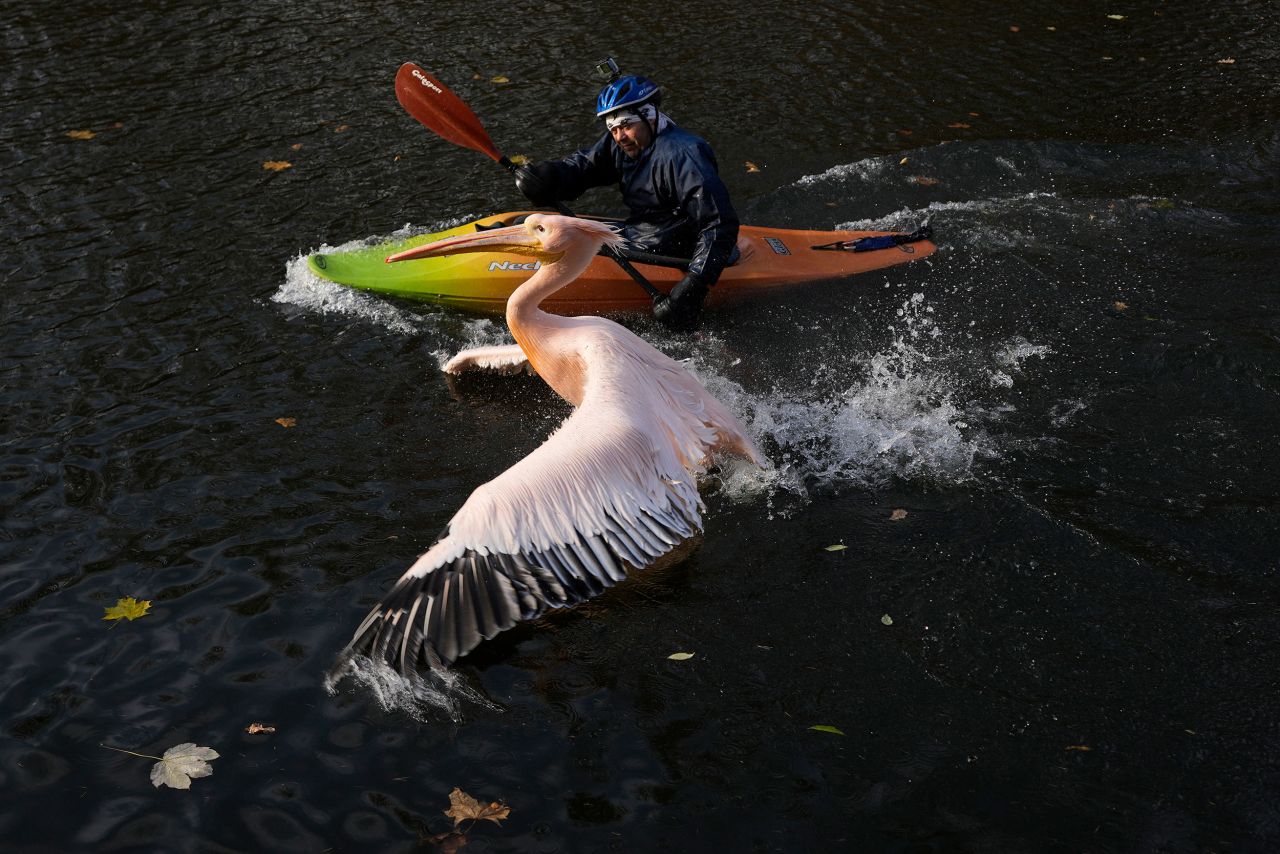 A zoo curator uses a kayak to try to catch a pelican and move him into his winter enclosure in Liberec, Czech Republic, on Tuesday, November 16.