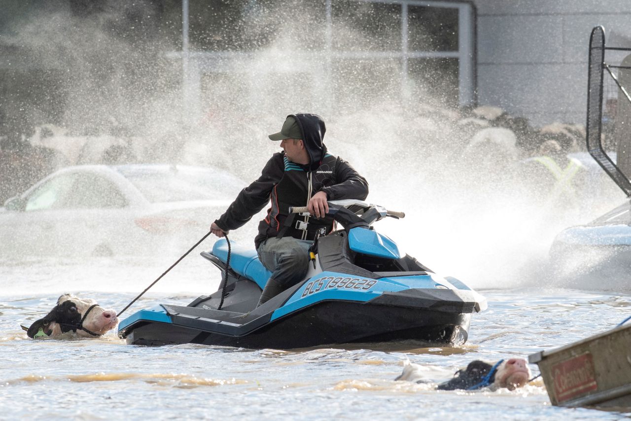 Cows that were stranded in a flooded barn are rescued in Abbotsford, British Columbia, on Tuesday, November 16. Hundreds of people also had to be rescued on British Columbia roads after <a href="https://www.cnn.com/2021/11/15/weather/pacific-northwest-flooding-wxn/index.html" target="_blank">heavy rain triggered mudslides.</a>