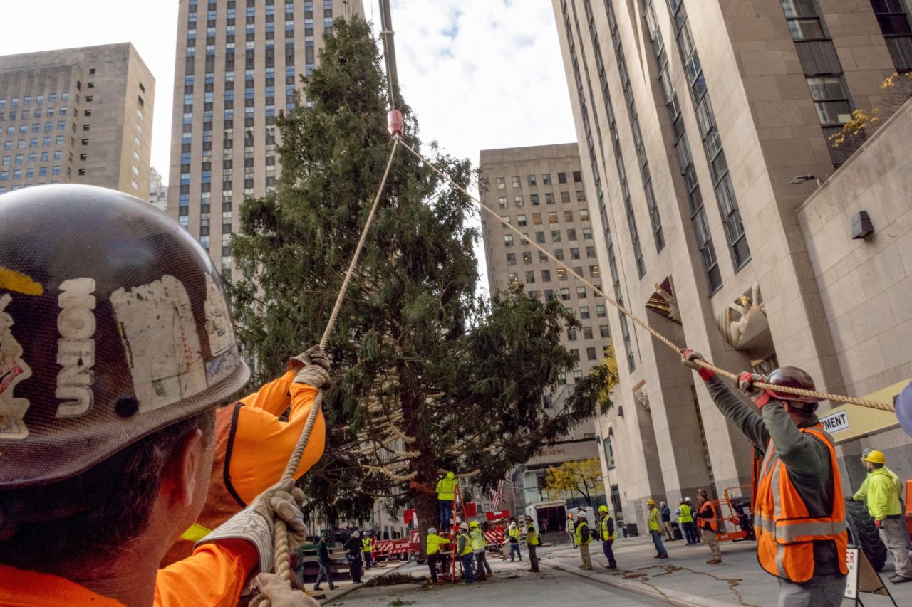 Workers help guide <a href="https://www.cnn.com/2021/11/13/us/rockefeller-center-christmas-tree-trnd/index.html" target="_blank">the Rockefeller Center's Christmas tree</a> into place as a crane moves it in New York City on Saturday, November 13. The Norway Spruce was cut down in Elkton, Maryland, and stands 79 feet tall. It's also 46 feet wide and weighs 12 tons.