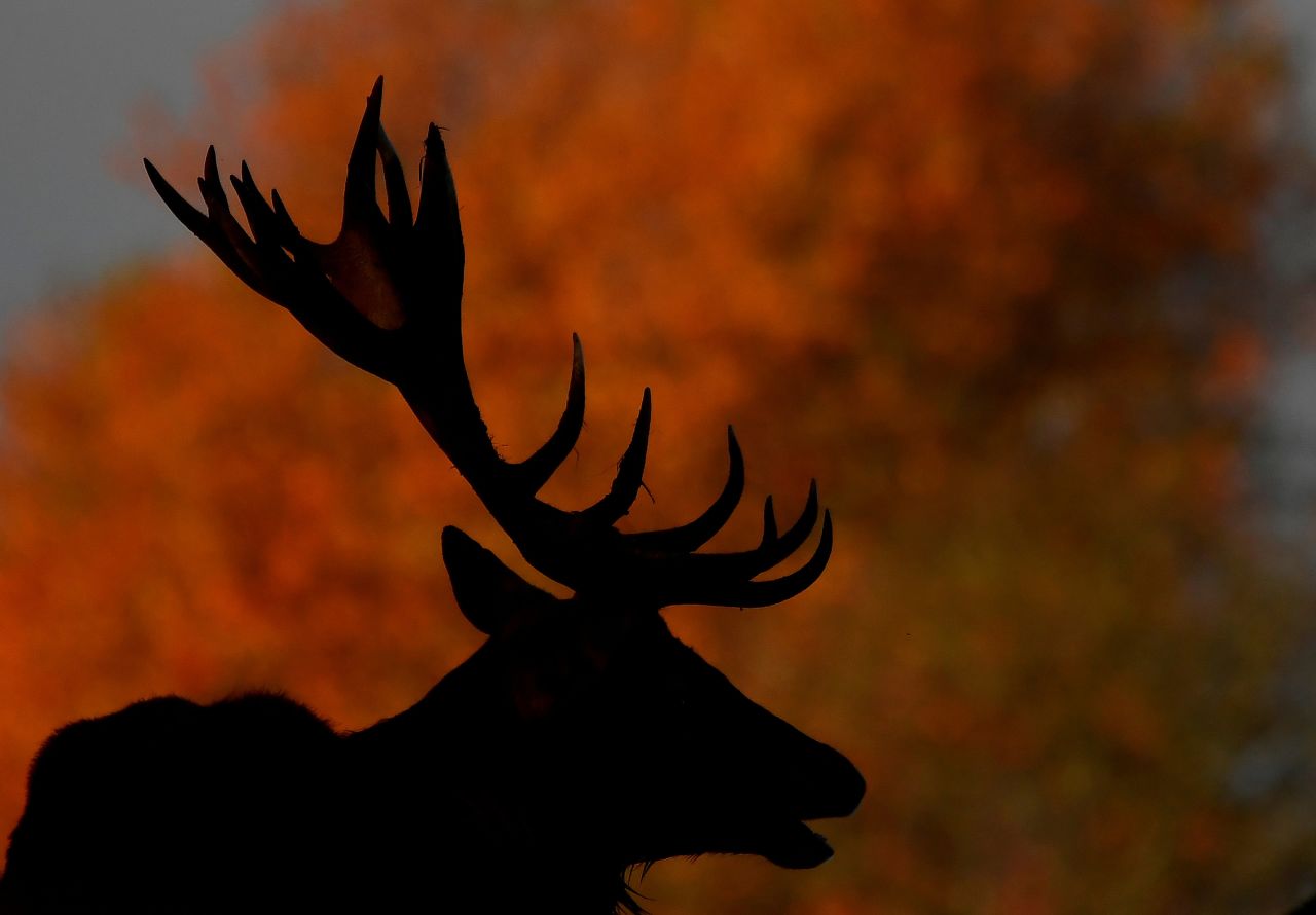 A deer's silhouette is seen in London's Richmond Park on Tuesday, November 16.
