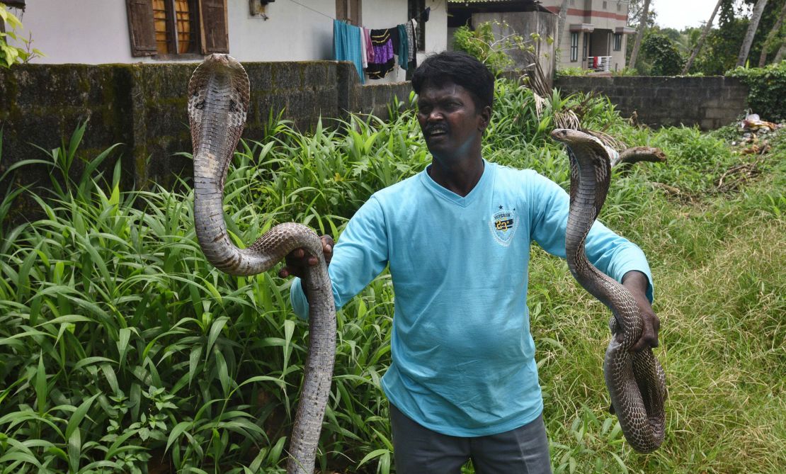 Snake catcher Vava Suresh is widely known for rescuing snakes from human habitats in Kerala.