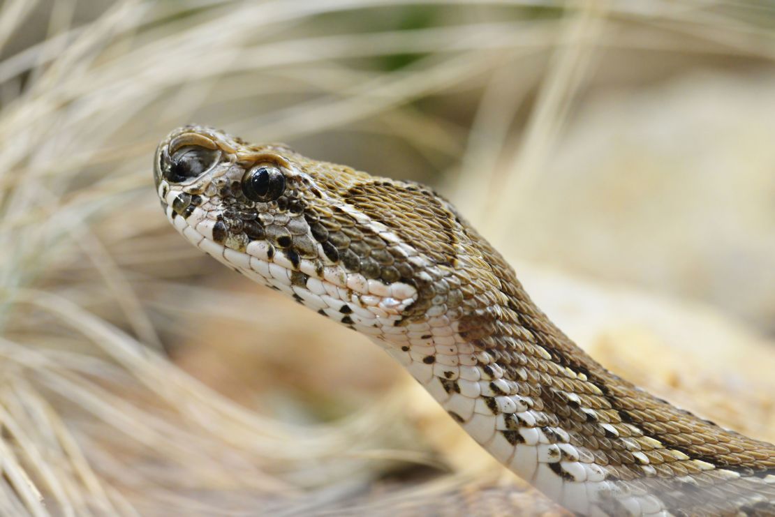 Russell's vipers are nocturnal and dwell in dry places, under shrubs.