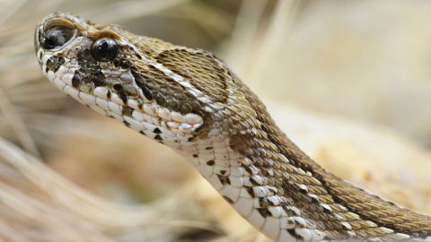 Russell's vipers are nocturnal and dwell in dry places, under shrubs.