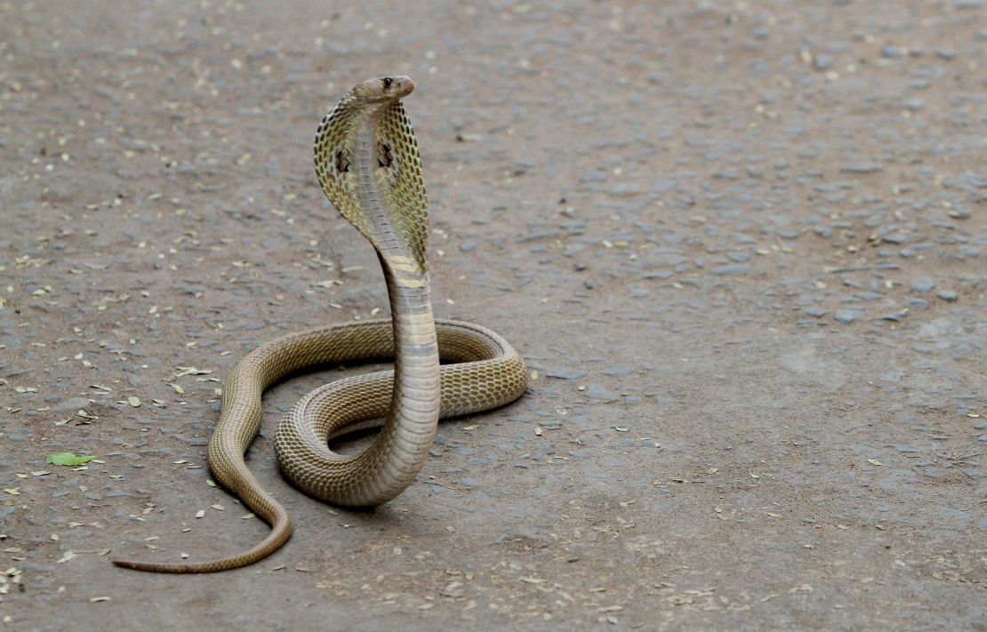 The Indian spectacled cobra can grow up to 1.8 meters (6 feet) long.