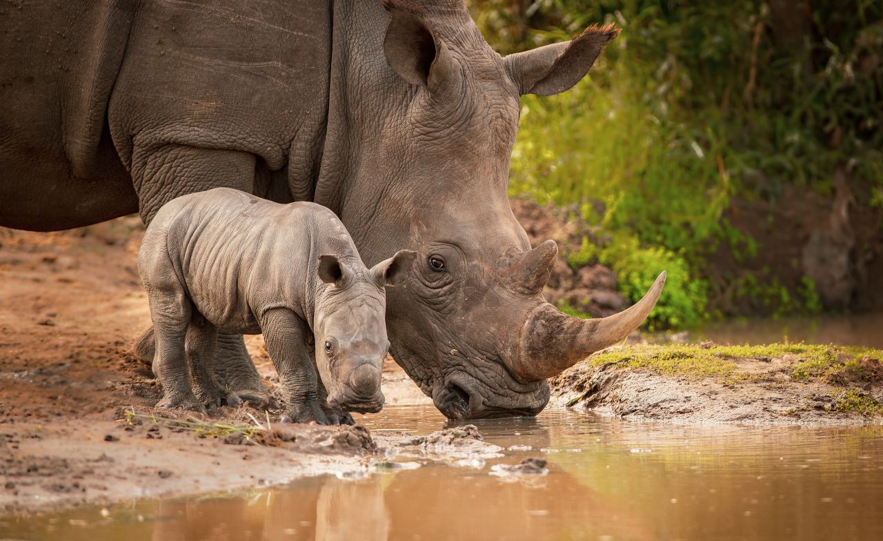 During a time when Africa is facing a difficult battle with rhino poaching, Nombekana was afforded a special moment to photograph these vulnerable animals in the wild -- a memory he will never forget. "I was alone here and this rhino came in one of the watering holes at one of the parks in southern Africa," he says. "She brought this little calf, this calf must have been a few weeks old. Mother Nature ... always reveals the most intimate moments when you least expect (them)."