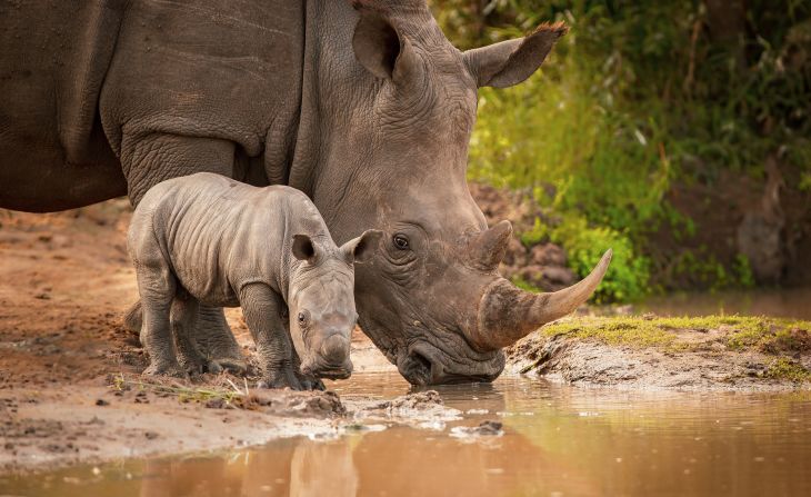 During a time when Africa is facing a difficult battle with rhino poaching, Nombekana was afforded a special moment to photograph these vulnerable animals in the wild -- a memory he will never forget. "I was alone here and this rhino came in one of the watering holes at one of the parks in southern Africa," he says. "She brought this little calf, this calf must have been a few weeks old. Mother Nature ... always reveals the most intimate moments when you least expect (them)."