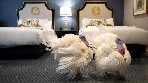 Peanut Butter and Jelly, the National Thanksgiving Turkey and alternate, walk about in their suite at the Willard Hotel following a news conference held by the National Turkey Federation November 18, 2021 in Washington, DC. 