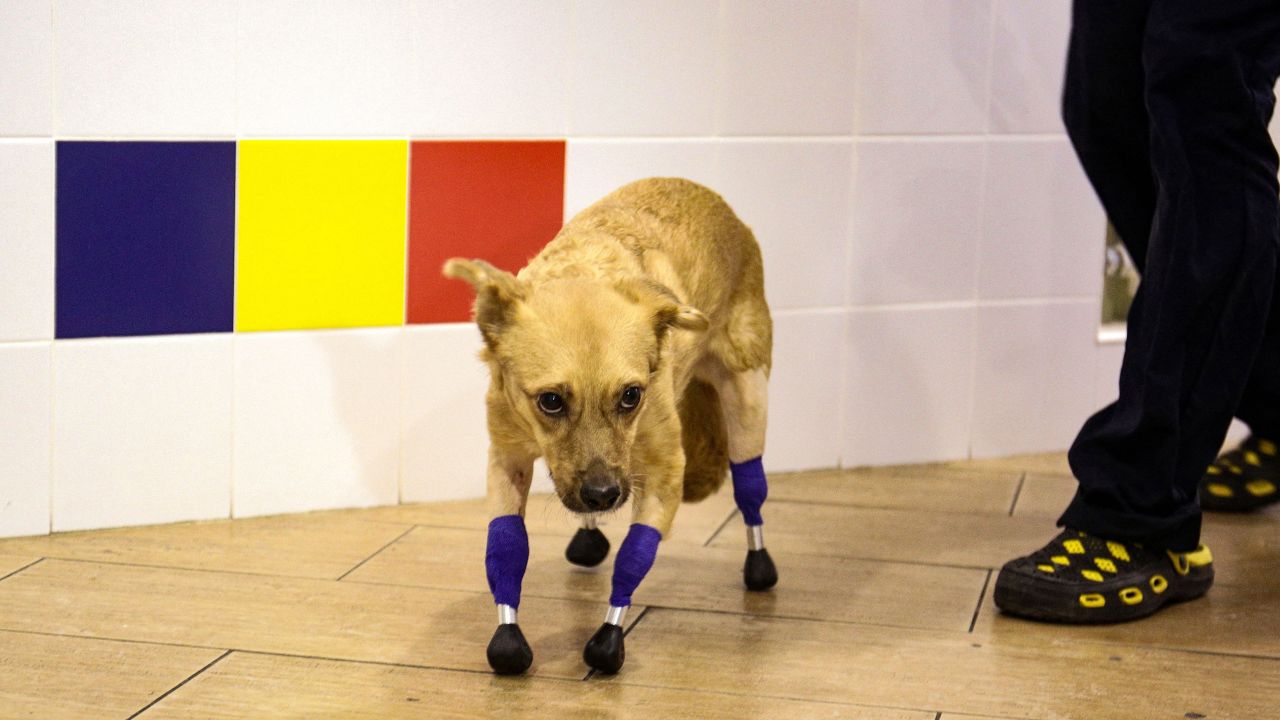 Monika, an amputee dog with four artificial limbs, is pictured at a veterinary clinic in Novosibirsk on November 19, 2021. 