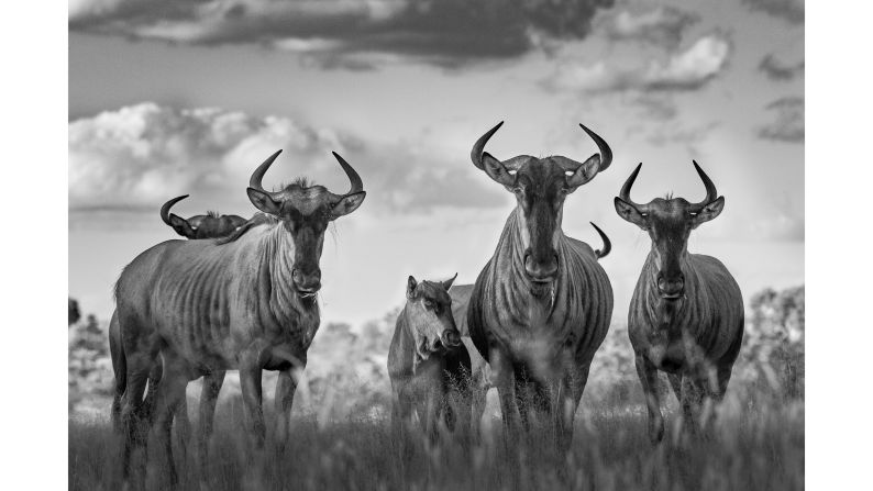 Just 19 years old, Cathan Moore from South Africa won the "Youth in Africa" prize for his photo of wildebeest migrating across the plains of Timbavati Nature Reserve in South Africa. "Drenched in sweat and bombarded by flies, I was about to call it quits when the lead (wildebeest) took the first steps out into the open, and the rest followed. To my amazement, they headed in my direction and lined up beautifully for this portrait," he told AWF.
