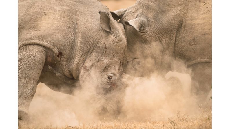 While driving around the Solio Reserve in Kenya, Belgian photographer Ingrid Vekemans captured two sparring rhinos with her 500mm lens. "In the end, they stood facing each other for a long time until the long-horned one walked away, leaving the other battered and dazed," Vekemans told AWF.