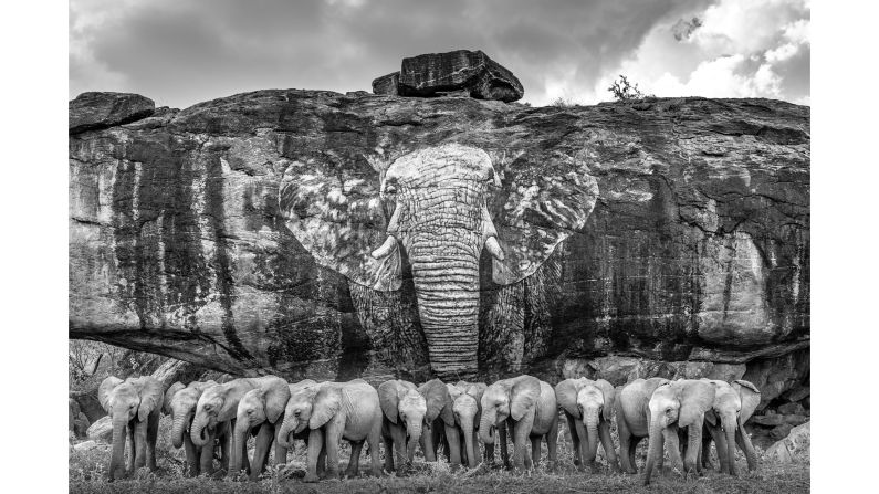 For the "Coexistence and Conflict" category, British photographer James Lewin captured both sides in his photo, "Elephant Orphans from Reteti Elephant Sanctuary." Rescued elephants from the first community-owned sanctuary in Africa were led to a symbolic mural at a rock that once served as a poacher's hideout in Samburu, Kenya, before being returned to the wild.