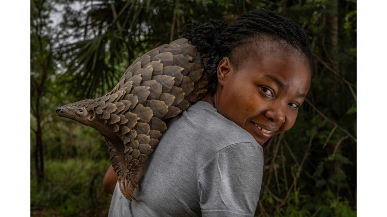 Pangolins are the world's most trafficked mammal, as their scales are highly sought after in traditional Chinese medicine. Mozambican wildlife veterinarian Mércia Ângela, (pictured) rescued Boogli, a female Cape pangolin, when she was an infant and raised her. Photographer Jennifer Guyton from Germany snapped this photo a few weeks before Boogli was released back into the wild.