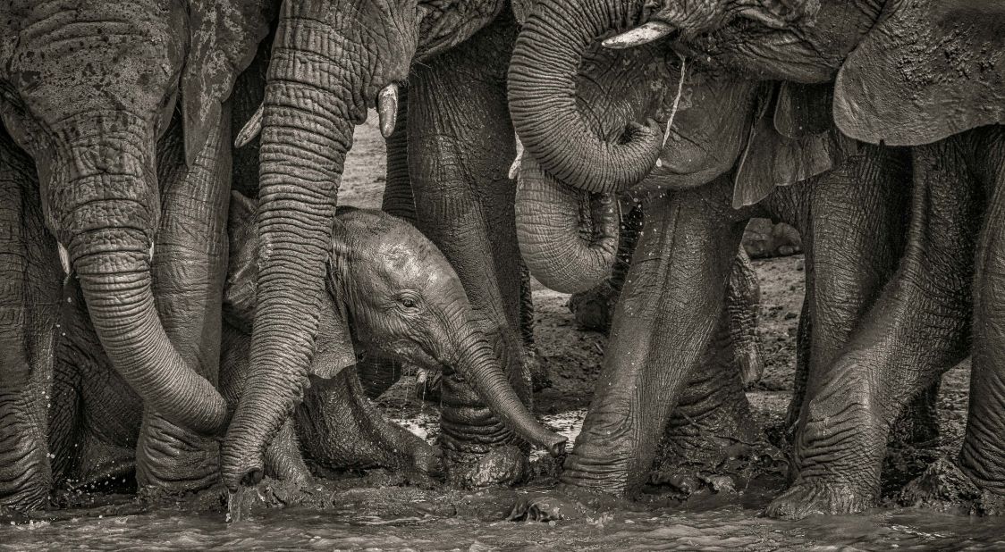 Wildlife photographer Kevin Dooley from the US captured a baby elephant among its family at the Madikwe Game Reserve, South Africa, for his entry into the "African Wildlife Portraits" category. "Adult elephants are some of the kindest and most expressive animals with their young," Dooley told AWF. "In this photo, a baby had popped out from under a group of elders to drink. They made space and were extremely careful not to step on the calf."