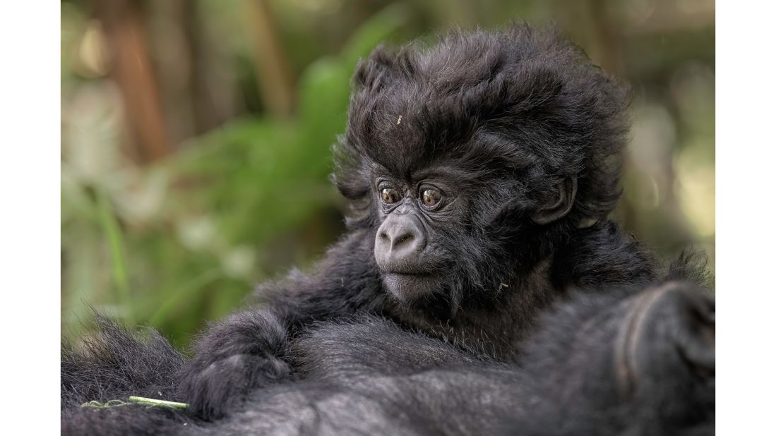 Another young photographer, Zander Galli from Florida, US, captured a one-month-old infant gorilla playing on his mother's chest while visiting Volcanoes National Park in Rwanda. Galli's photo, taken when he was 15, will be exhibited with the other 78 selected entries in a traveling exhibition through Africa, Europe, Asia and North America in 2022.