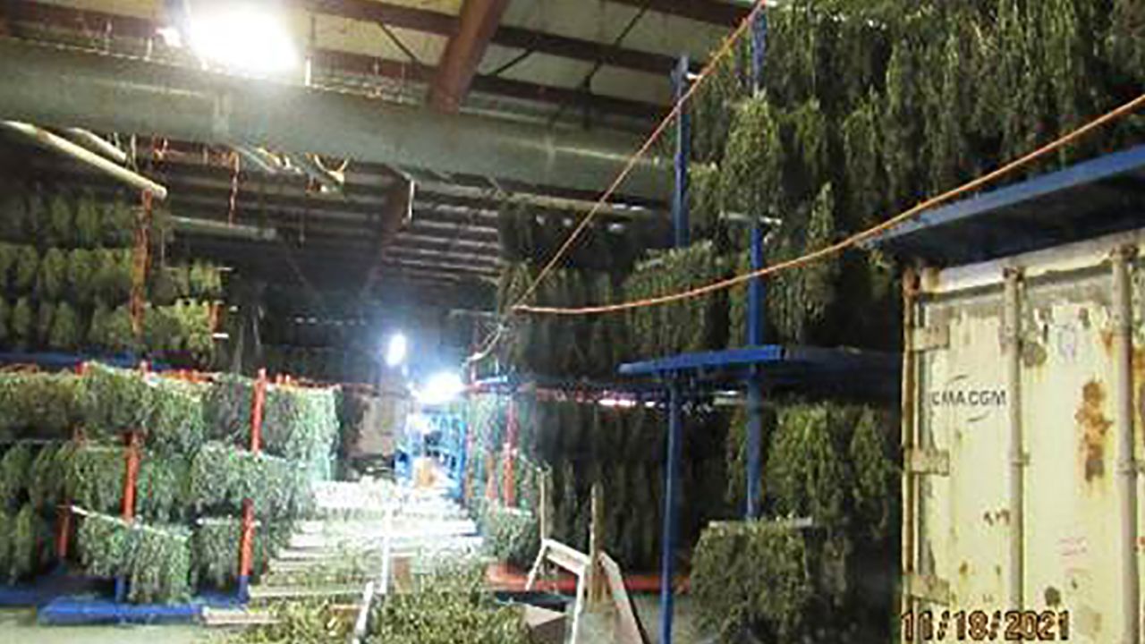 State police seized a large amount of illegal marijuana in a bust outside Medford, Oregon, hauling in around 500,000 pounds, with an estimated street value of $500 million, Oregon State police said.