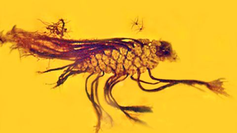 A germinating pine cone was encased in 40 million-year-old amber. 