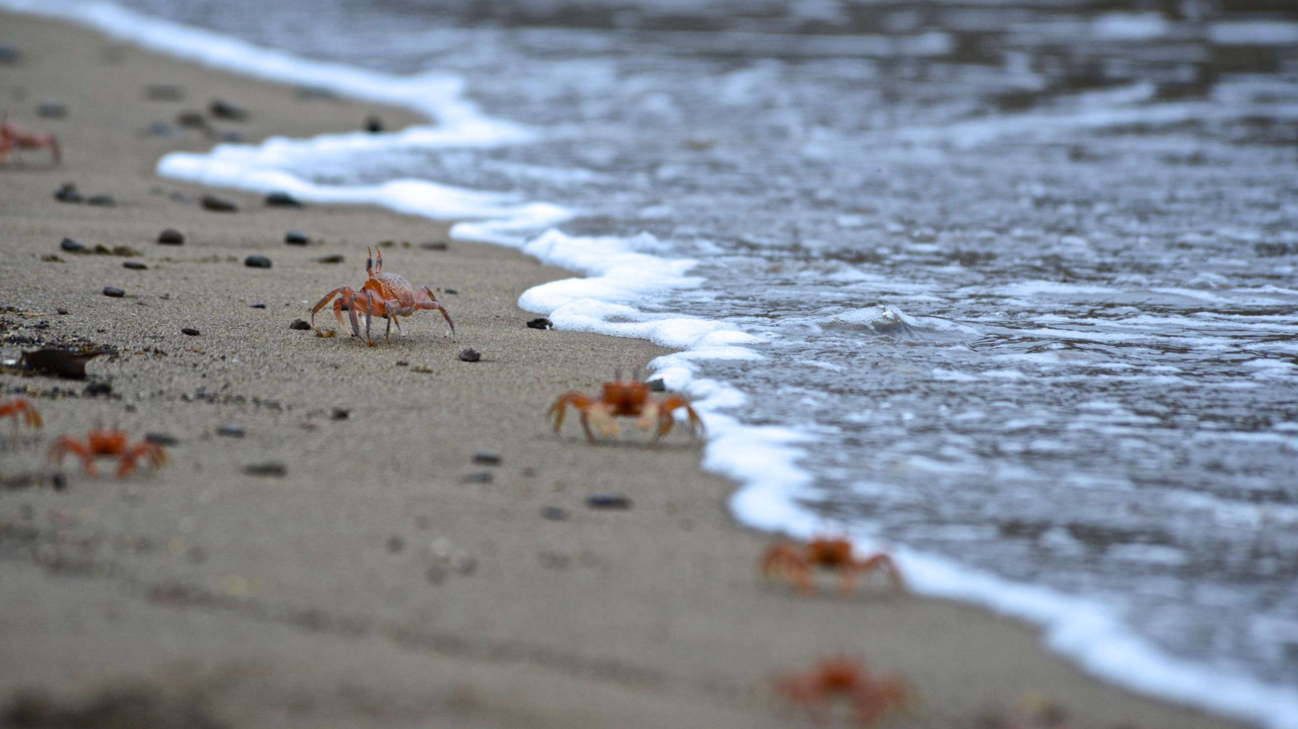 Red crabs, or ghost crabs, on Isla de la Plata, a small island off the coast of Manabí, Ecuador. 