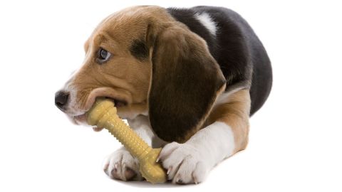 Nyanine DuraChew Barbell Peanut Butter Flavored Dog Chew Toy