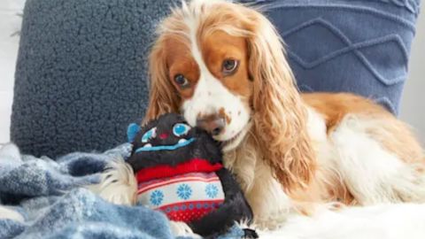 Bark Sweaty Yeti dog toy