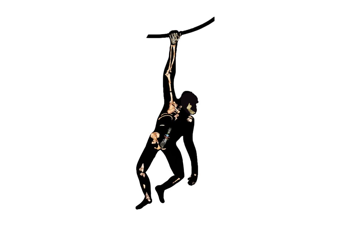 Australopithecus sediba were able to use their upper limbs to climb and swing like apes.